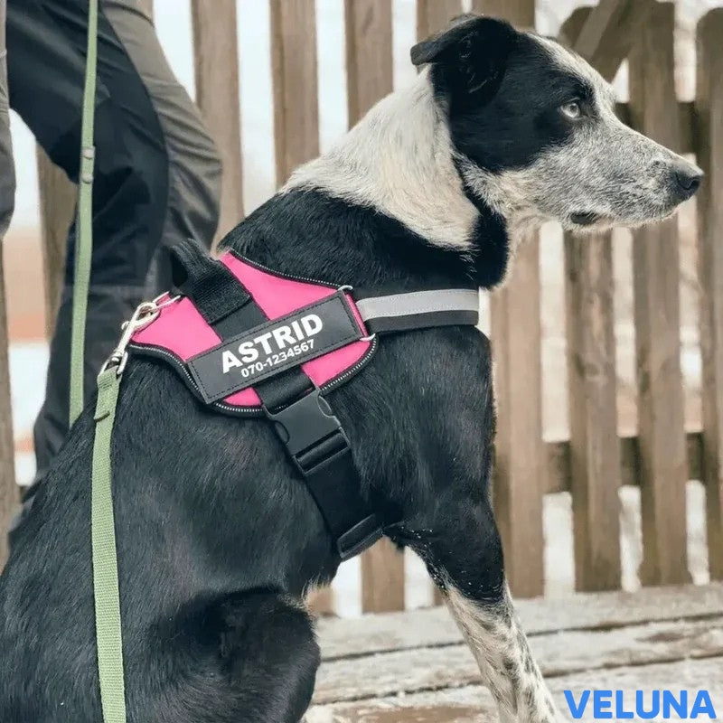 DogSafe™ – Personlig Hundsele med Namn & Telefonnummer för Tryggare Promenader