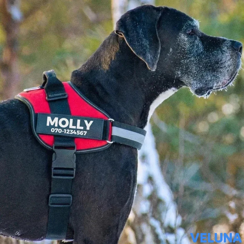DogSafe™ – Personlig Hundsele med Namn & Telefonnummer för Tryggare Promenader