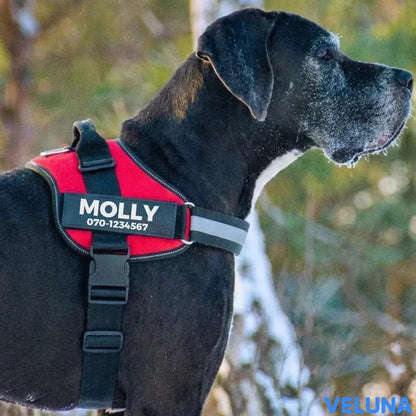 DogSafe™ – Personlig Hundsele med Namn & Telefonnummer för Tryggare Promenader