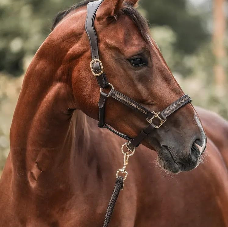 HorseMagic™ – Adventskalender med 12 Lyxiga Överraskningar för Hästälskare