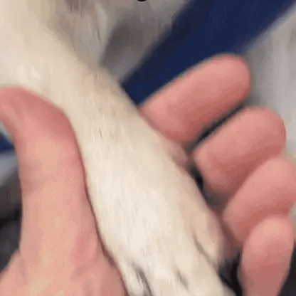 PawGlow™ – Säker och enkel kloklippning för ditt husdjur